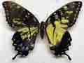 Papilio glaucus mosaic (gynandromorph) Internet Image property of respective owner, non-commercial use only